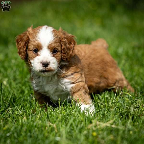 Rusty, Cavapoo Puppy