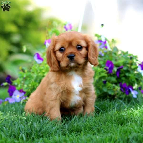 Rusty, Cavalier King Charles Spaniel Puppy