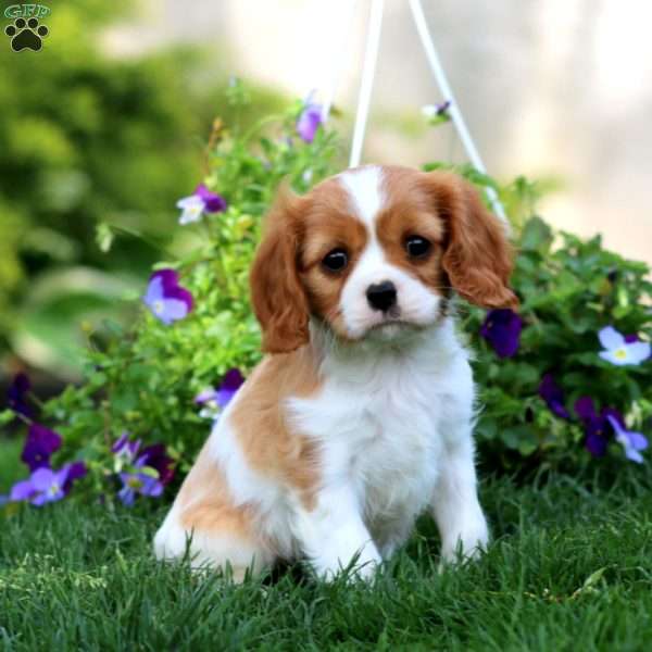 Ryan, Cavalier King Charles Spaniel Puppy