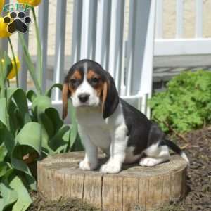 Sage, Beagle Puppy