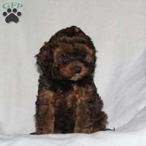 Samantha, Cockapoo Puppy