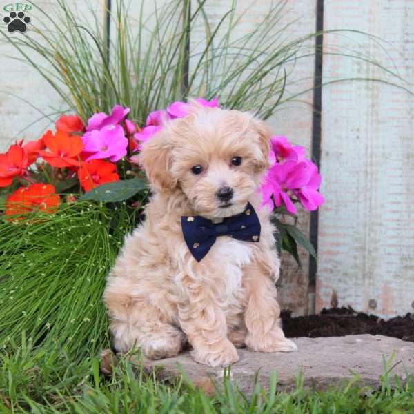 Samantha, Maltipoo Puppy