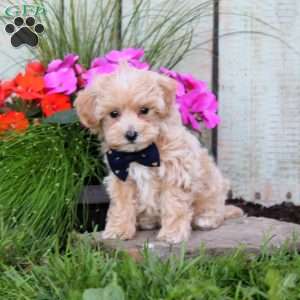 Samantha, Maltipoo Puppy