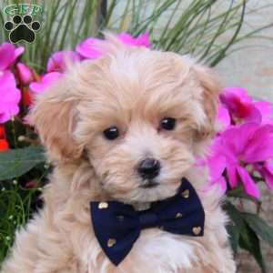 Samantha, Maltipoo Puppy