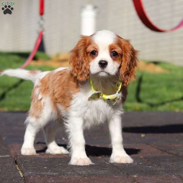 Sammie, Cavalier King Charles Spaniel Puppy