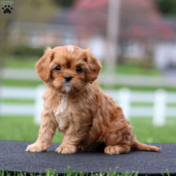 Sammy, Cavapoo Puppy