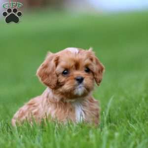 Sammy, Cavapoo Puppy