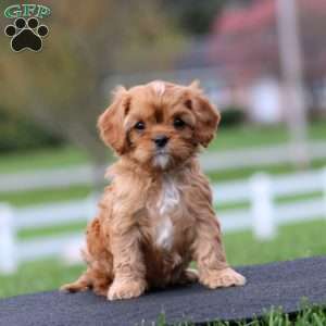Sammy, Cavapoo Puppy
