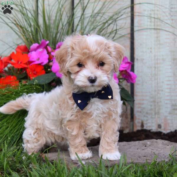 Sandra, Maltipoo Puppy
