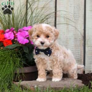 Sandra, Maltipoo Puppy