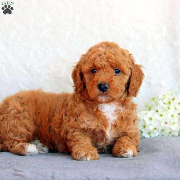 Sarah, Mini Goldendoodle Puppy