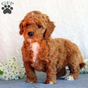 Sarah, Mini Goldendoodle Puppy