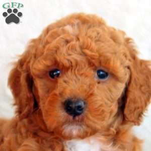 Sarah, Mini Goldendoodle Puppy