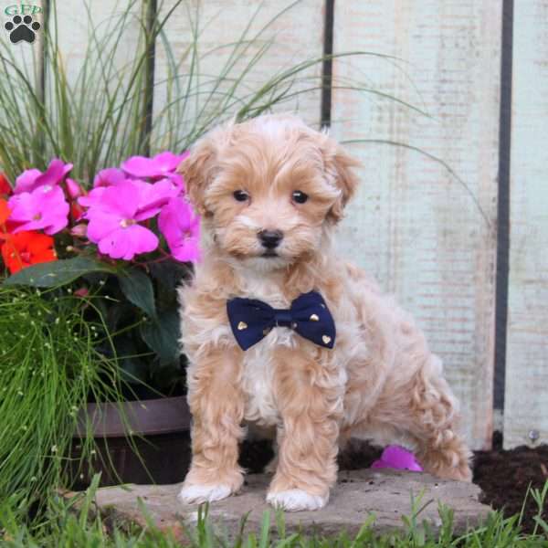 Sasha, Maltipoo Puppy