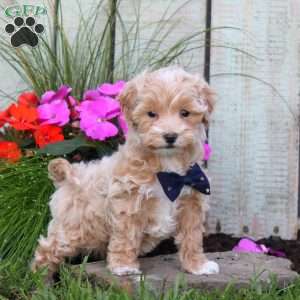 Sasha, Maltipoo Puppy