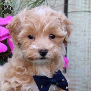 Sasha, Maltipoo Puppy