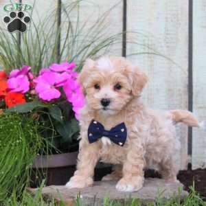 Sawyer, Maltipoo Puppy