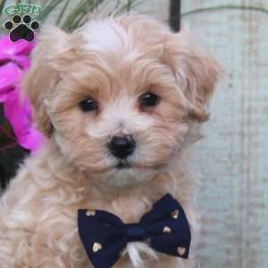Sawyer, Maltipoo Puppy
