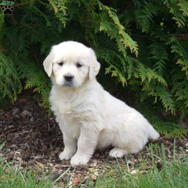 Scamper, English Cream Golden Retriever Puppy