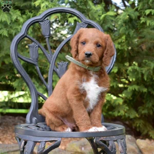 Scout, Labradoodle Puppy