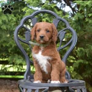 Scout, Labradoodle Puppy