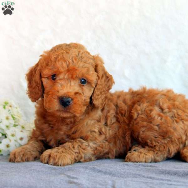 Sean, Mini Goldendoodle Puppy
