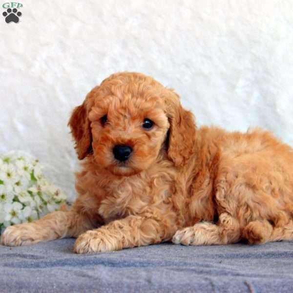 Seth, Mini Goldendoodle Puppy