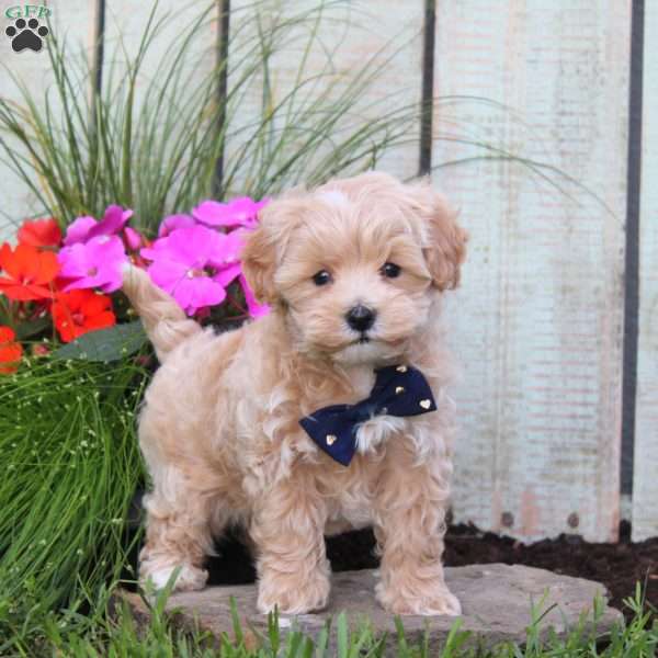 Seth, Maltipoo Puppy