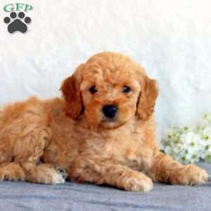 Seth, Mini Goldendoodle Puppy