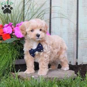 Seth, Maltipoo Puppy