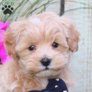 Seth, Maltipoo Puppy