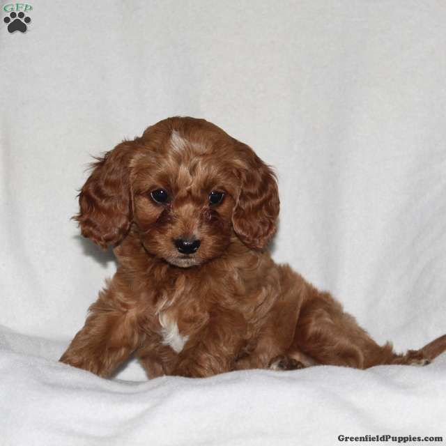 Yulia Cockapoo Sheila - Cockapoo Puppy For Sale in Pennsylvania