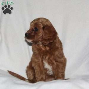 Sheila, Cockapoo Puppy