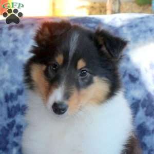 Sheila, Collie Puppy