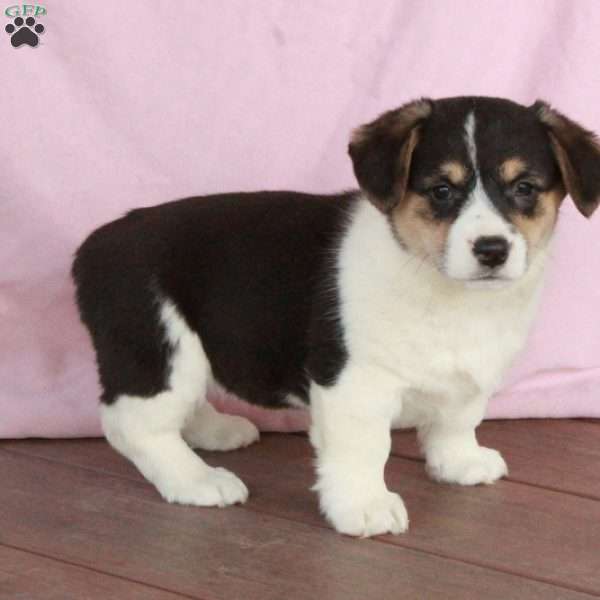 Sheryl, Welsh Corgi Mix Puppy