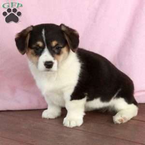 Sheryl, Welsh Corgi Mix Puppy