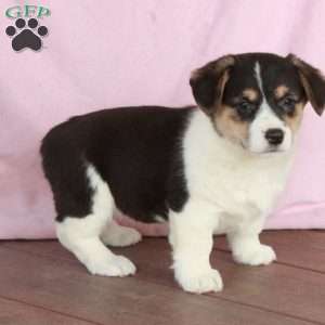 Sheryl, Welsh Corgi Mix Puppy