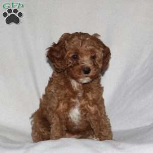 Shyanne, Cockapoo Puppy