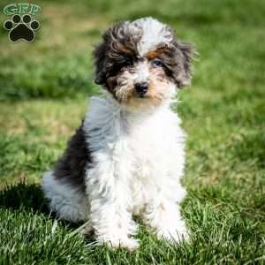 Simba, Cavapoo Puppy