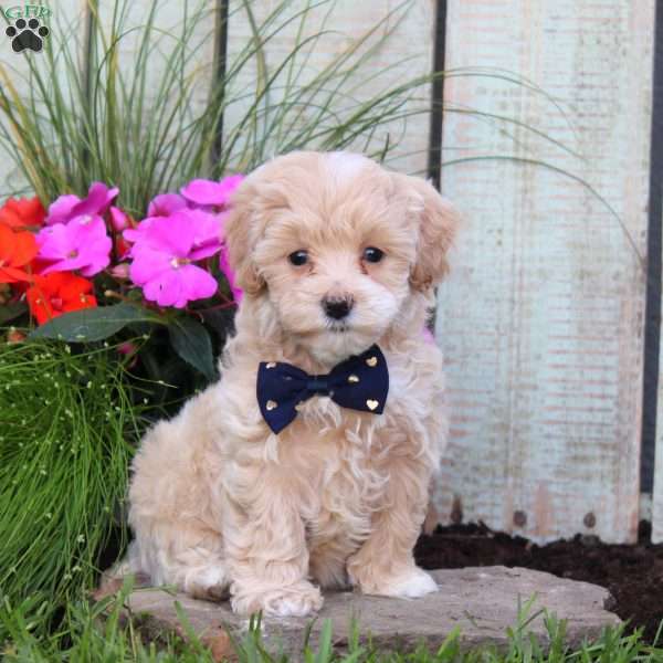 Skye, Maltipoo Puppy