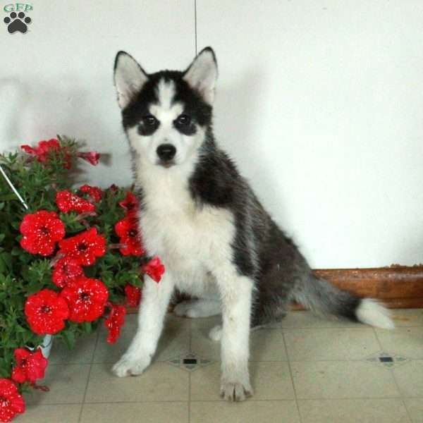 Smokey, Pomsky Puppy