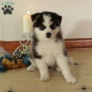 Smokey, Pomsky Puppy