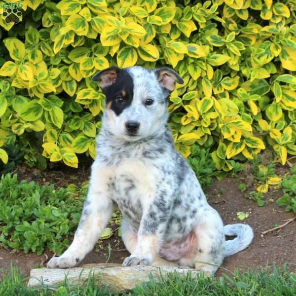 Snicker, Blue Heeler – Australian Cattle Dog Puppy