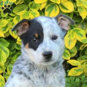 Snicker, Blue Heeler – Australian Cattle Dog Puppy