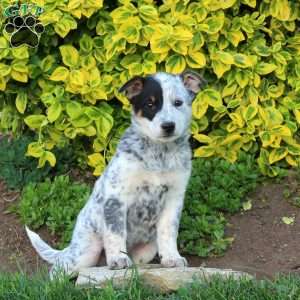 Snicker, Blue Heeler – Australian Cattle Dog Puppy