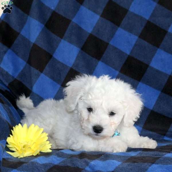 Snow Bear, Bichon Frise Puppy