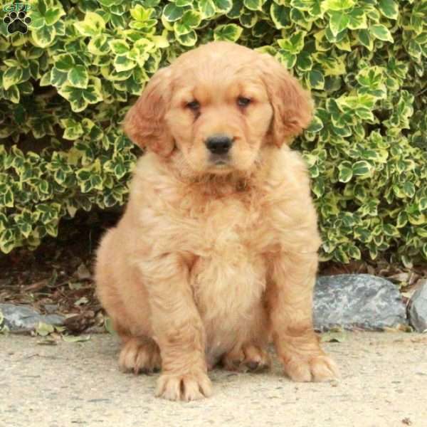 Sonny, Golden Retriever Puppy