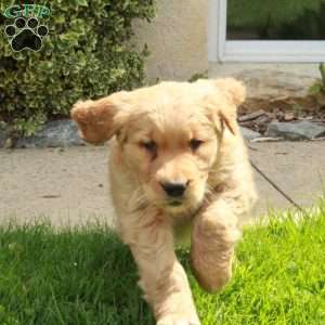 Sonny, Golden Retriever Puppy
