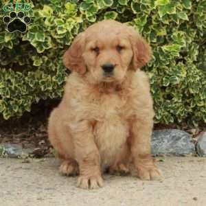 Sonny, Golden Retriever Puppy