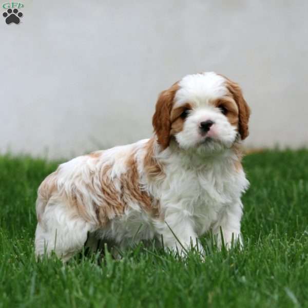 Sonny, Cavapoo Puppy